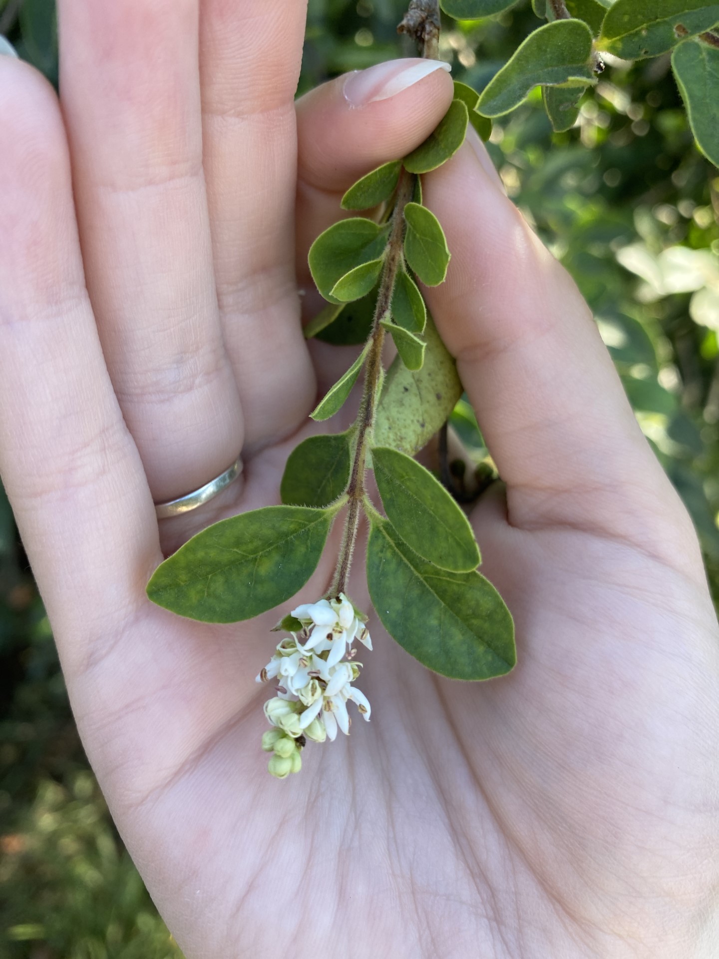 privet flower cluster.jpg thumbnail
